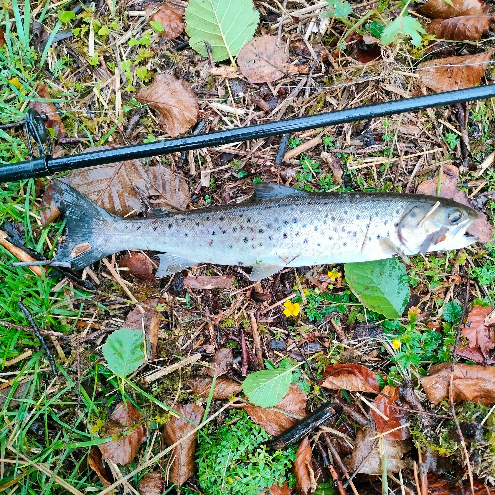 Sea trout caught on Fishbrain