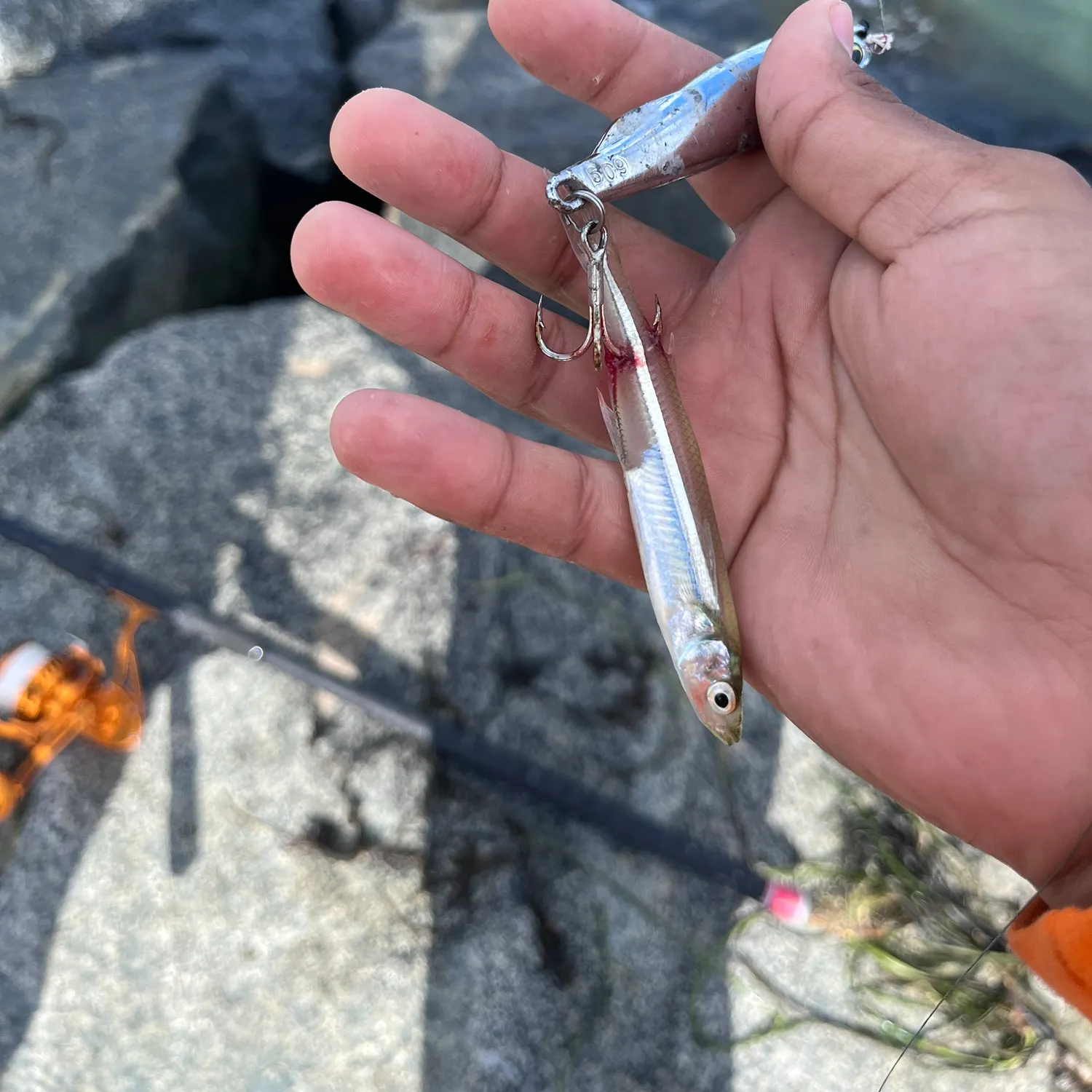 Jack silverside caught on Fishbrain