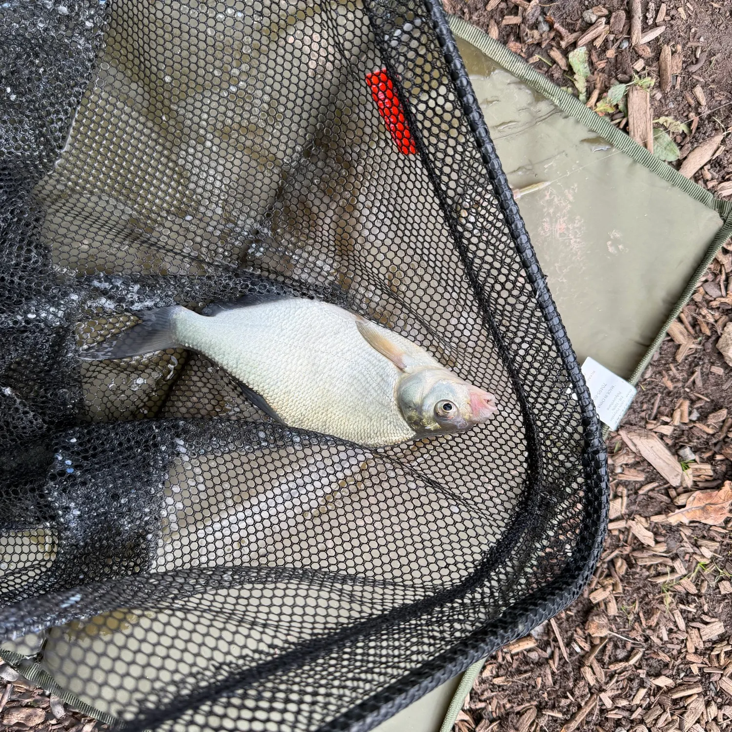 Common bream caught on Fishbrain