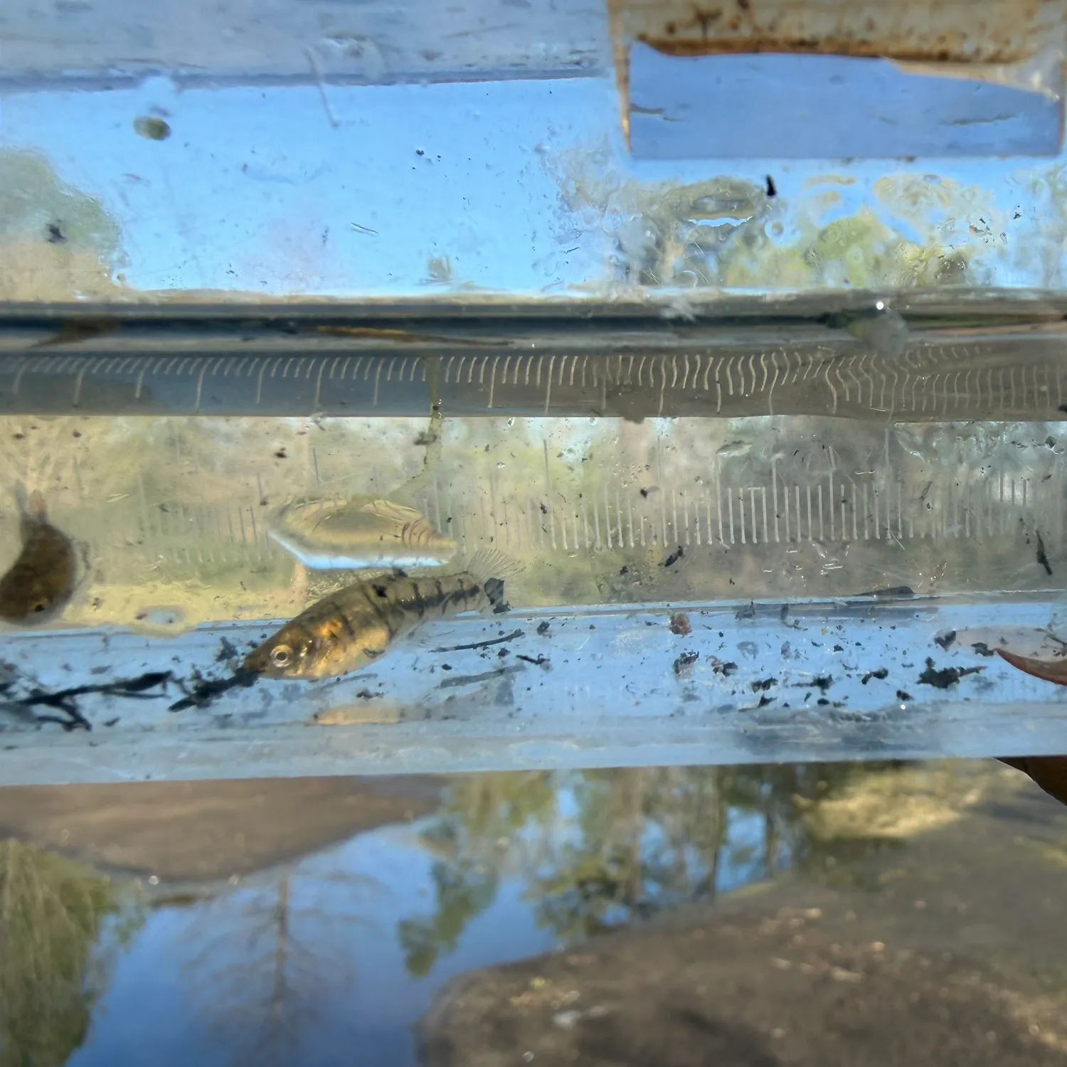 The most recent Least killifish catches on Fishbrain