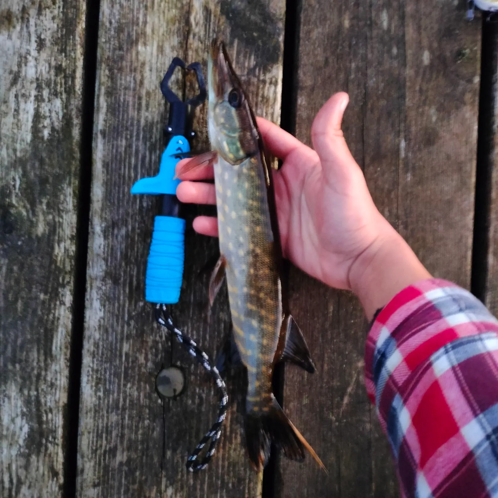 Northern pike caught on Fishbrain