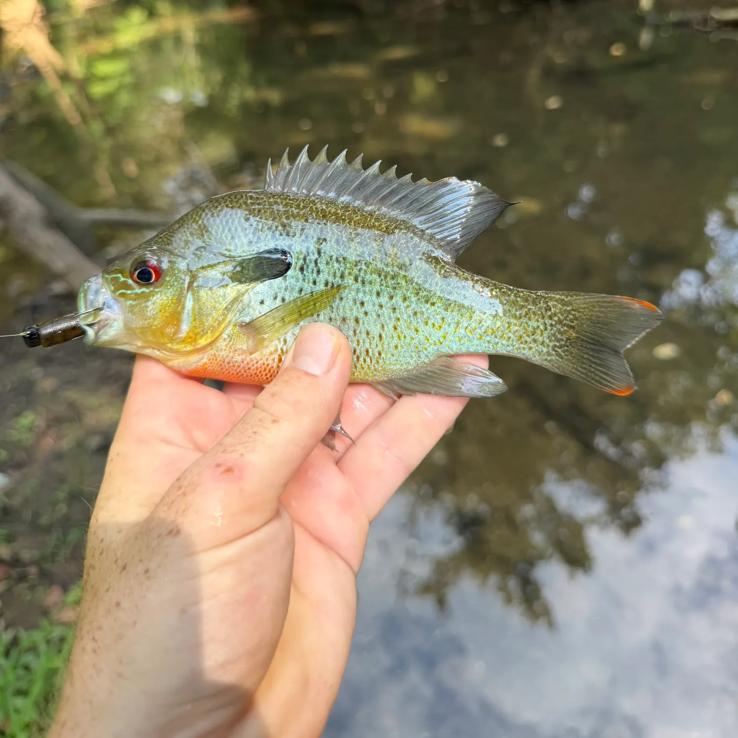 Redbreast sunfish caught on Fishbrain