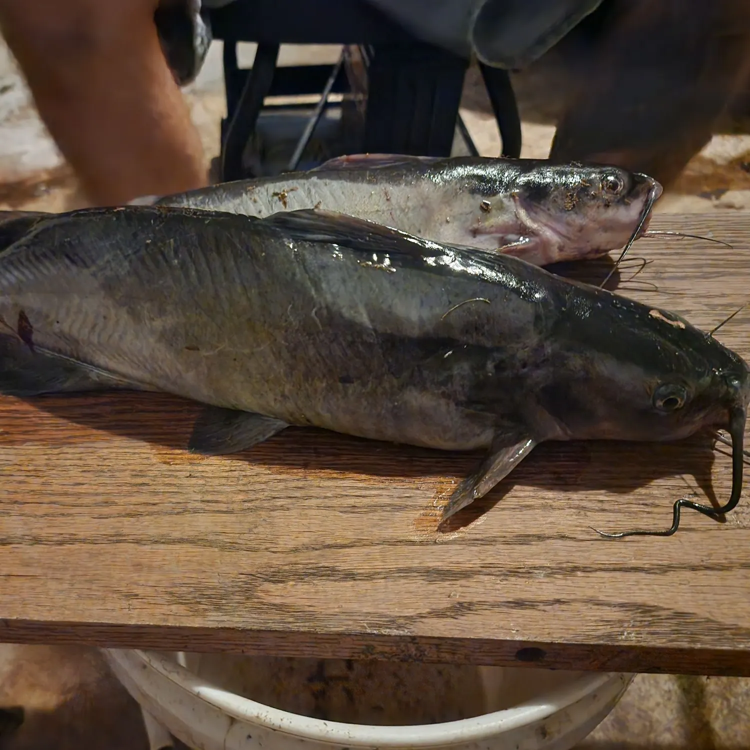 Blue catfish caught on Fishbrain