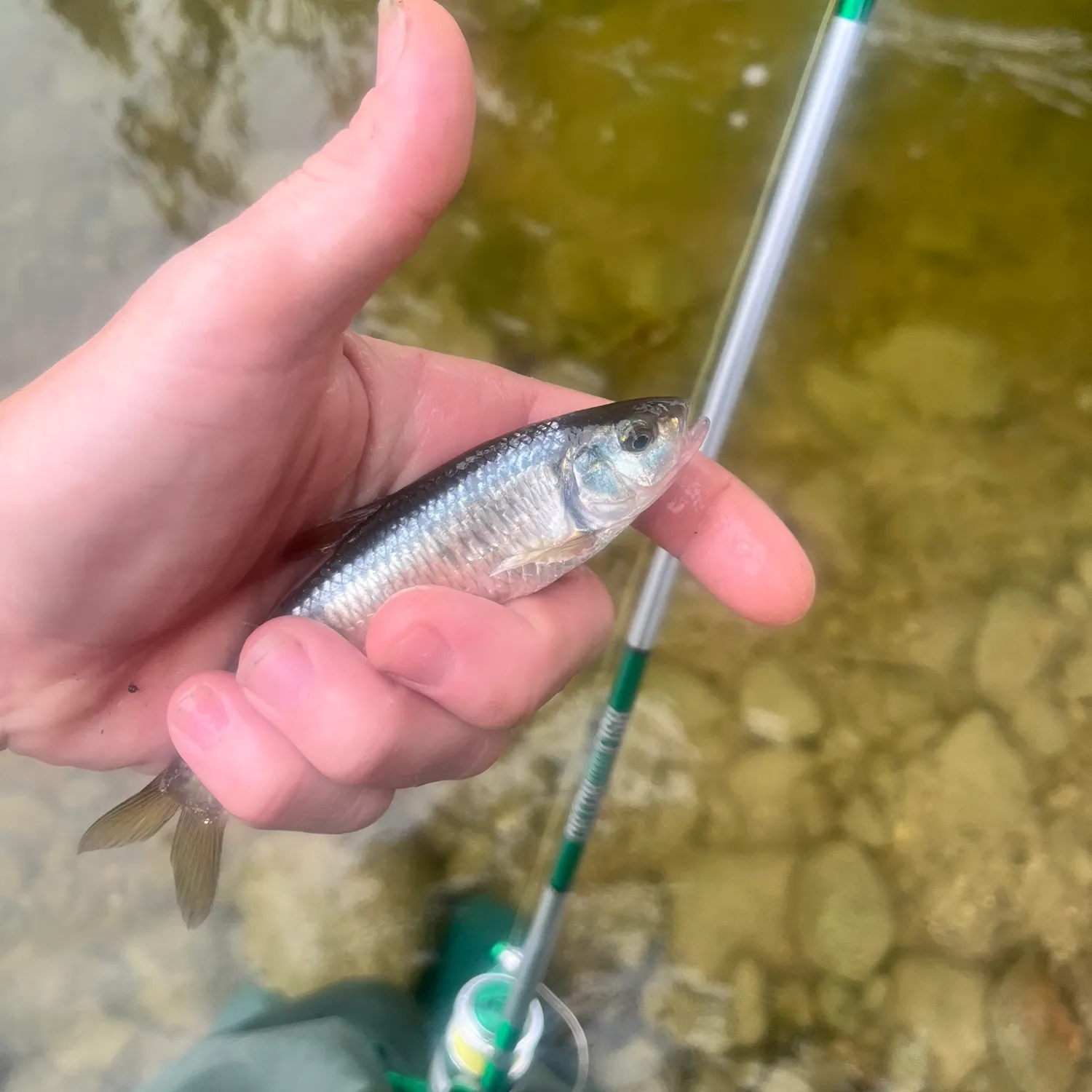 Striped shiner caught on Fishbrain