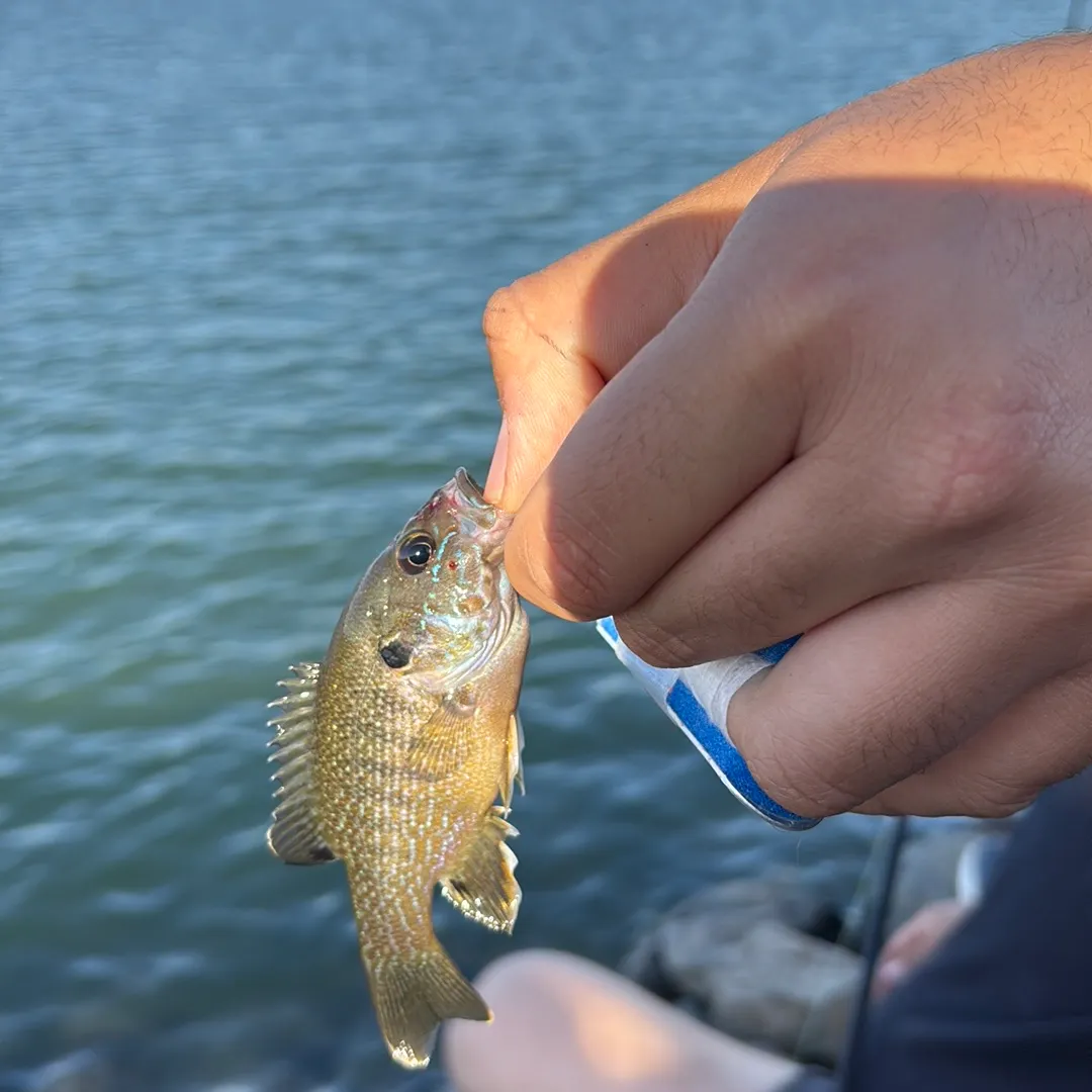Green sunfish caught on Fishbrain
