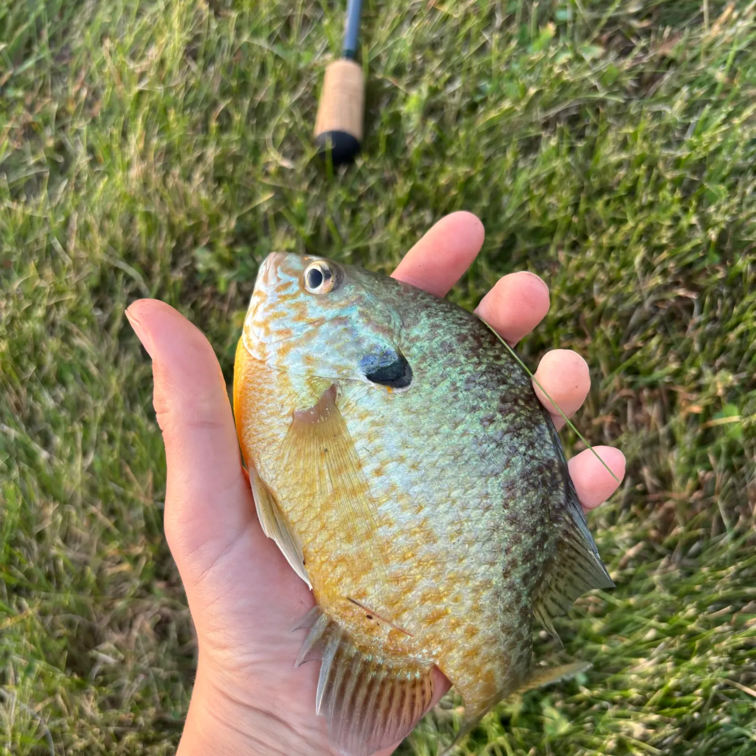 Longear sunfish caught on Fishbrain
