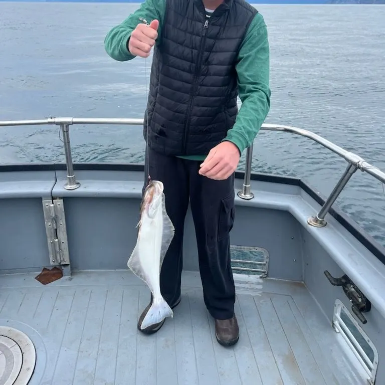 Pacific halibut caught on Fishbrain