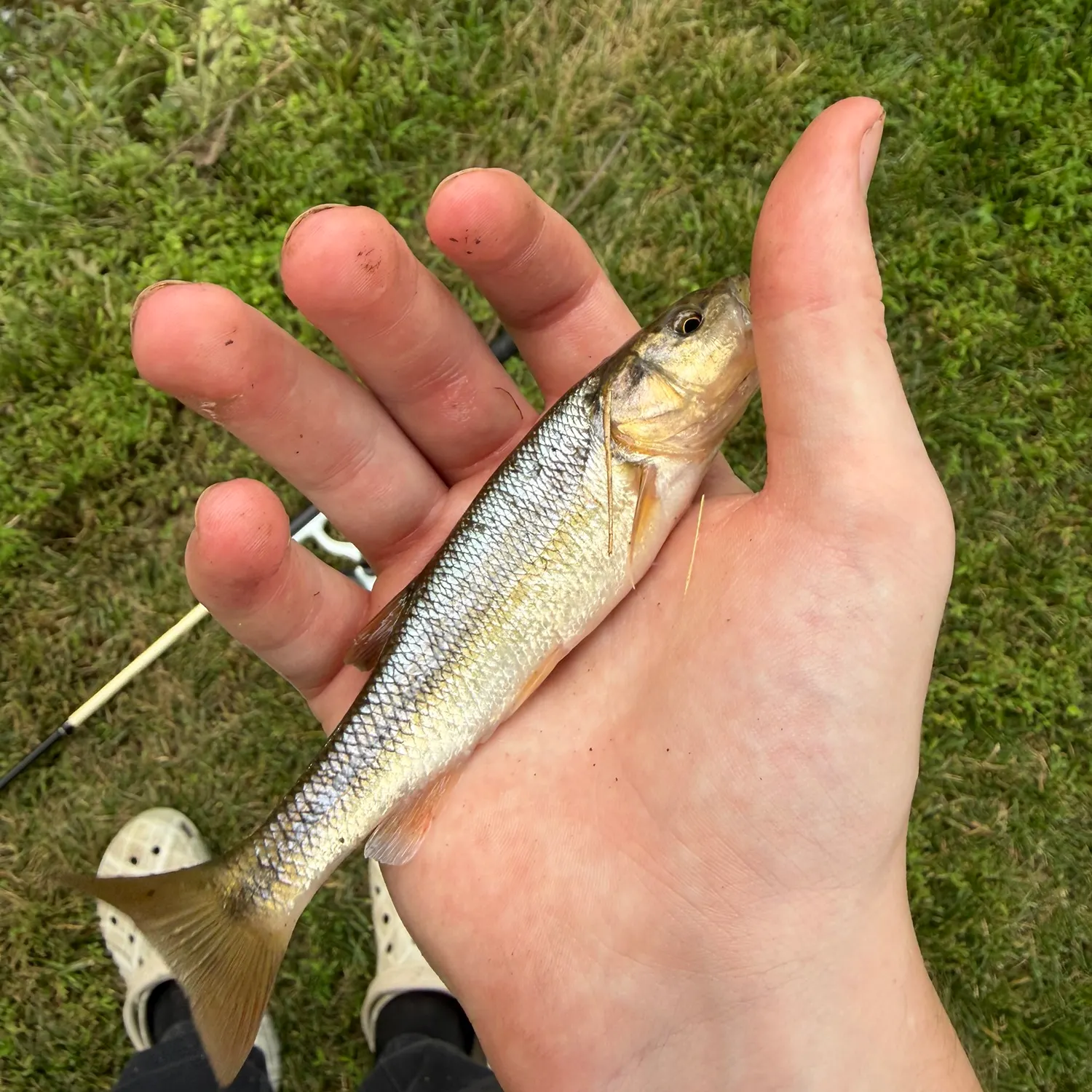 Creek chub caught on Fishbrain