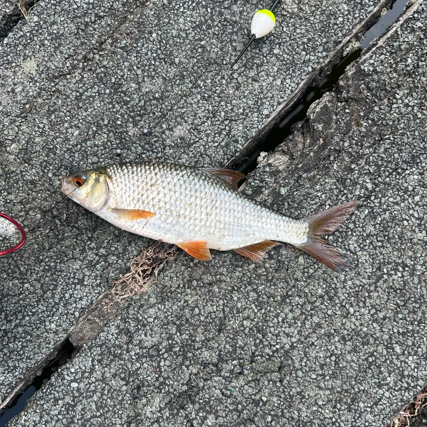 Common rudd caught on Fishbrain