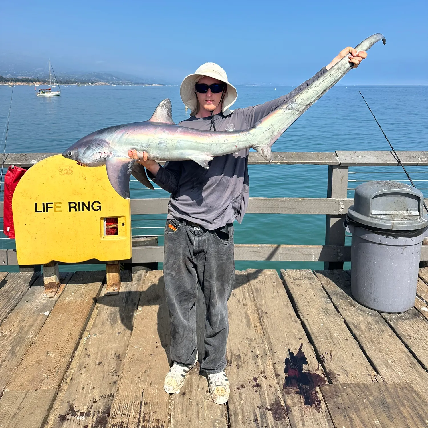 The most recent Common thresher catches on Fishbrain