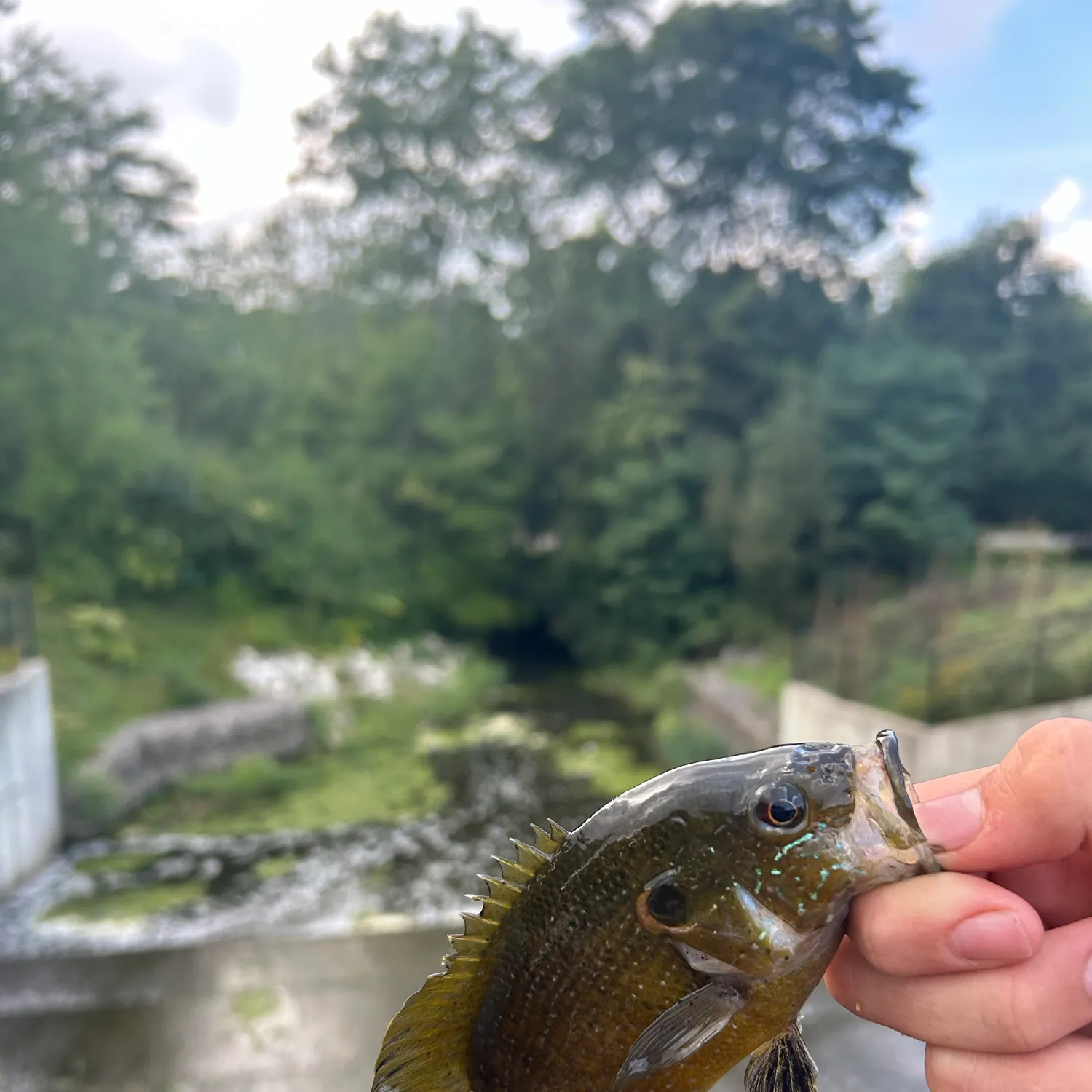 Green sunfish caught on Fishbrain