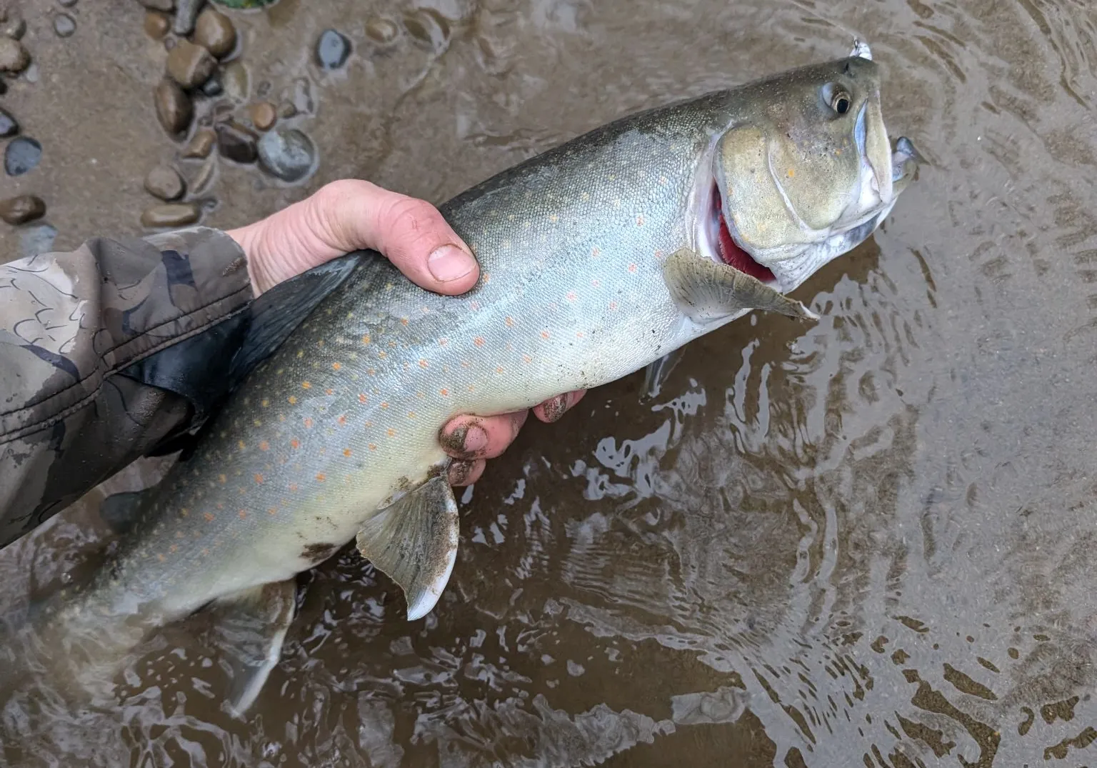 Bull trout