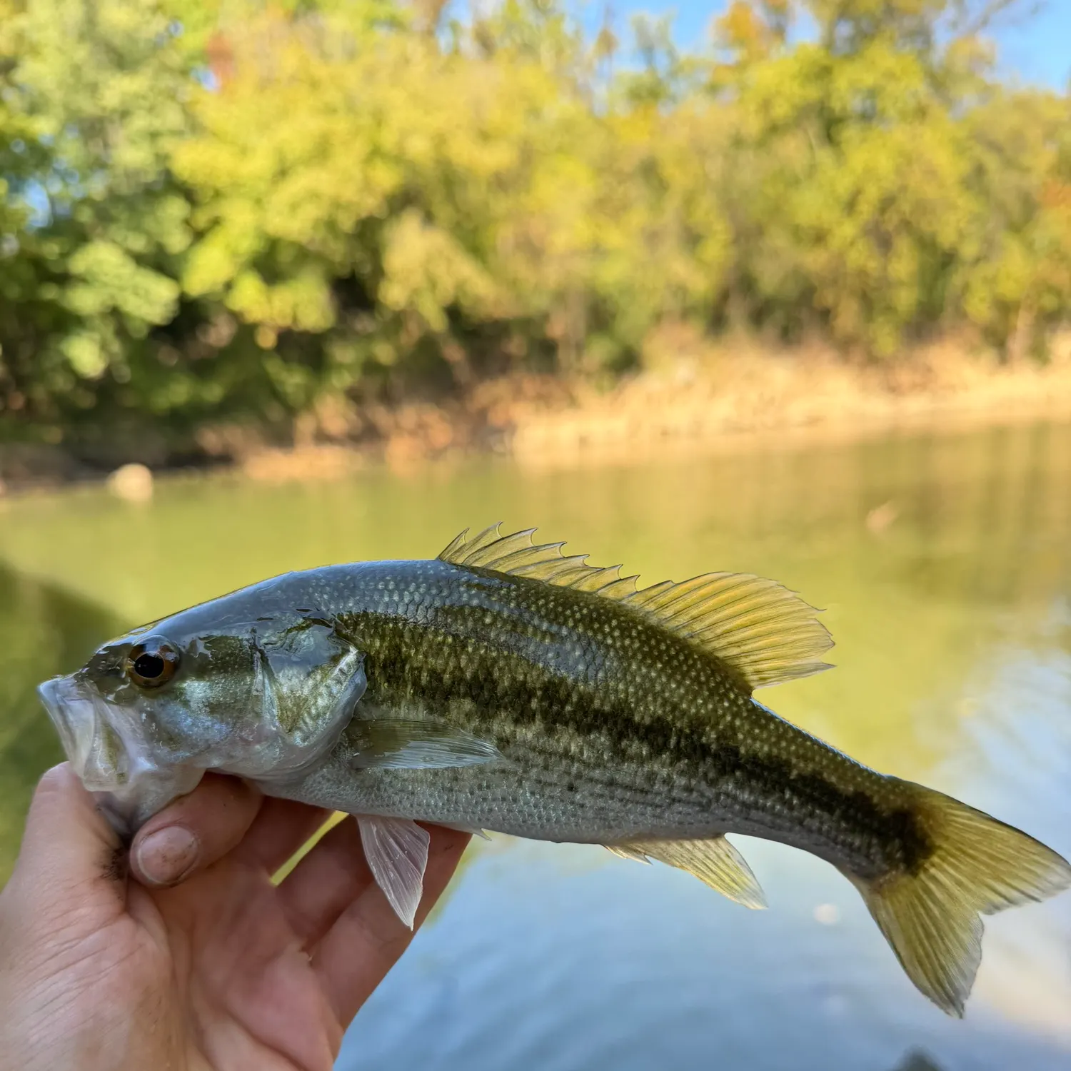 Spotted bass caught on Fishbrain