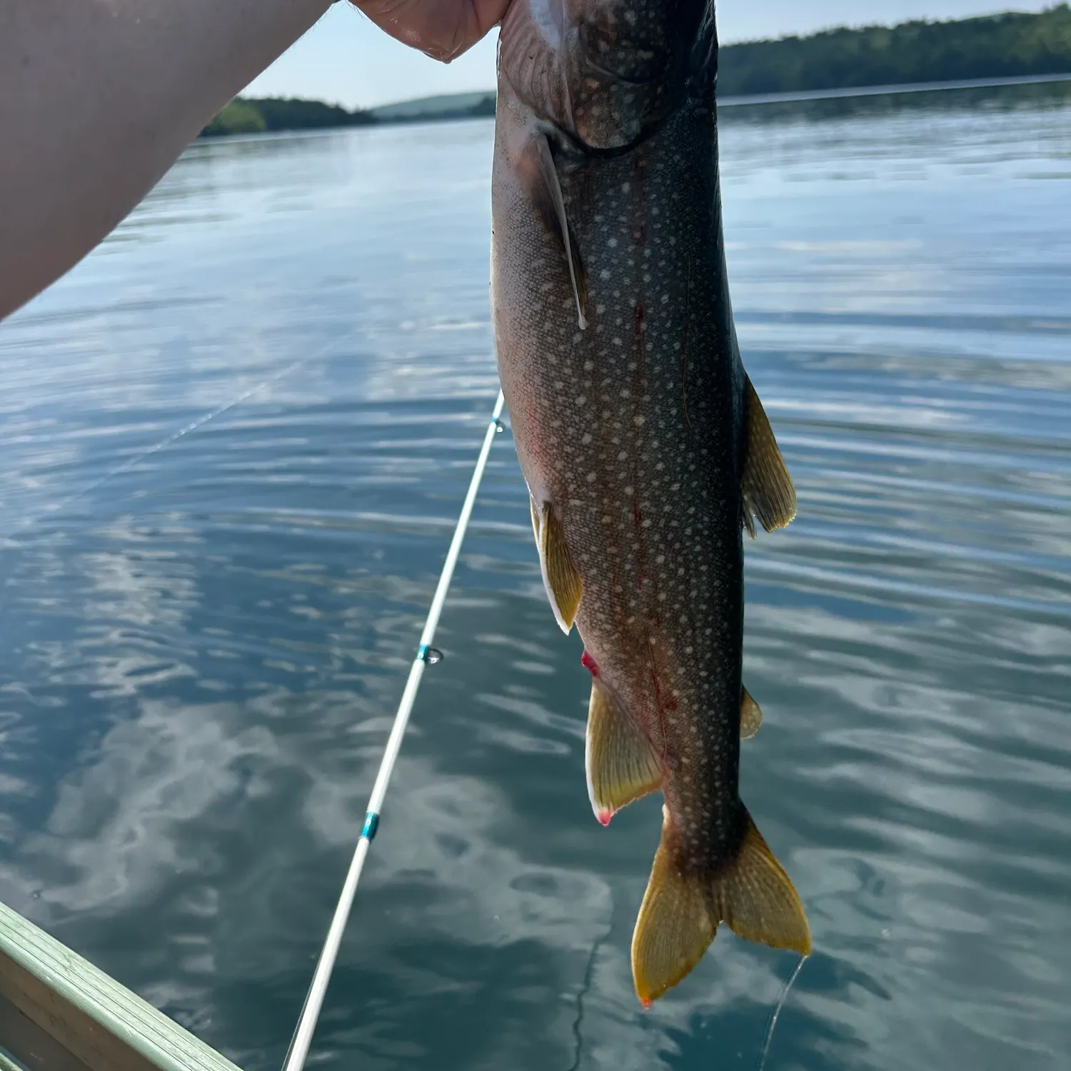 The most recent Lake char catches on Fishbrain