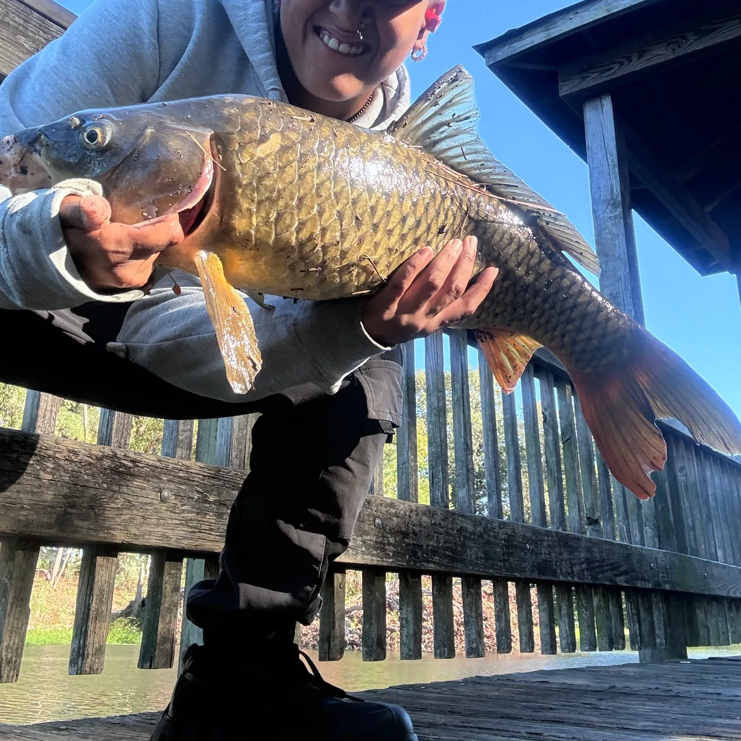 Common carp caught on Fishbrain