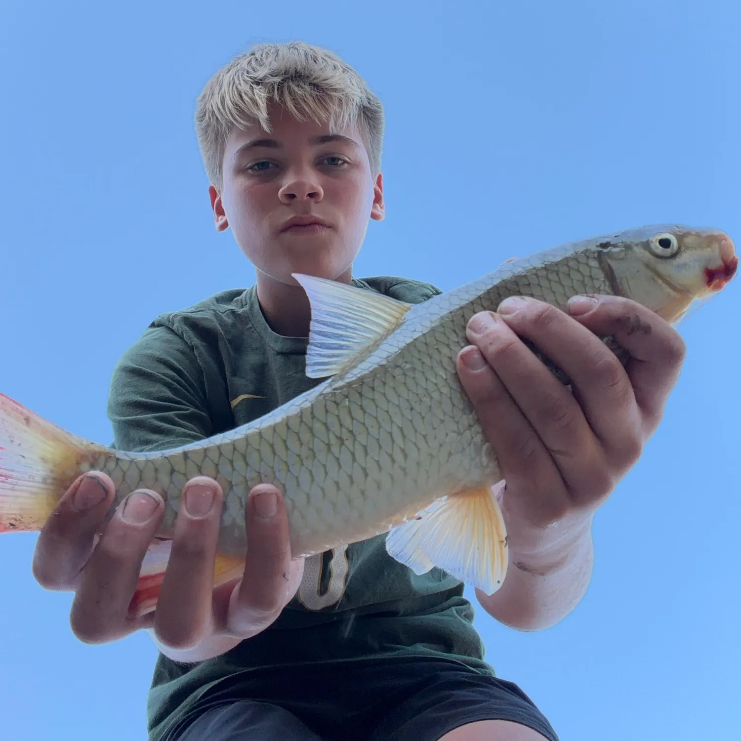 Shorthead redhorse caught on Fishbrain