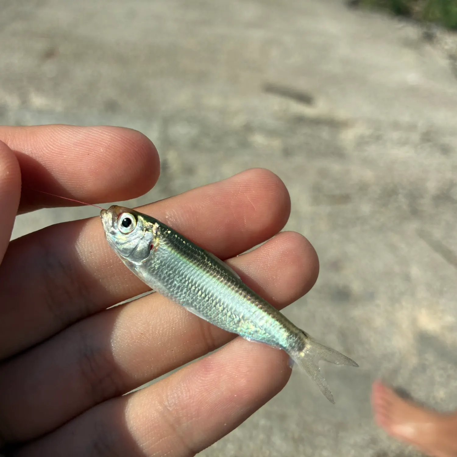 The most recent Scaled herring catches on Fishbrain