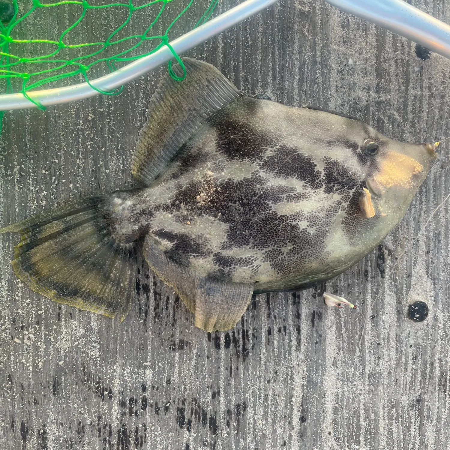 The most recent Yellowfin leatherjacket catches on Fishbrain