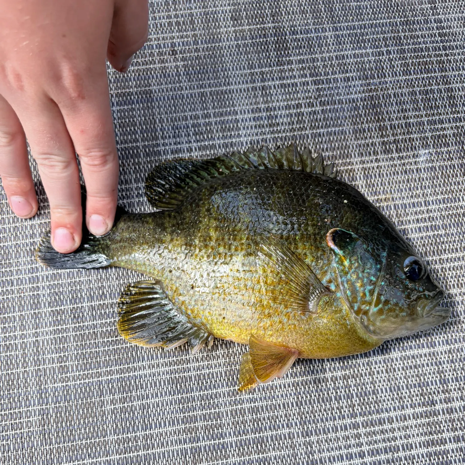 Bluegill caught on Fishbrain