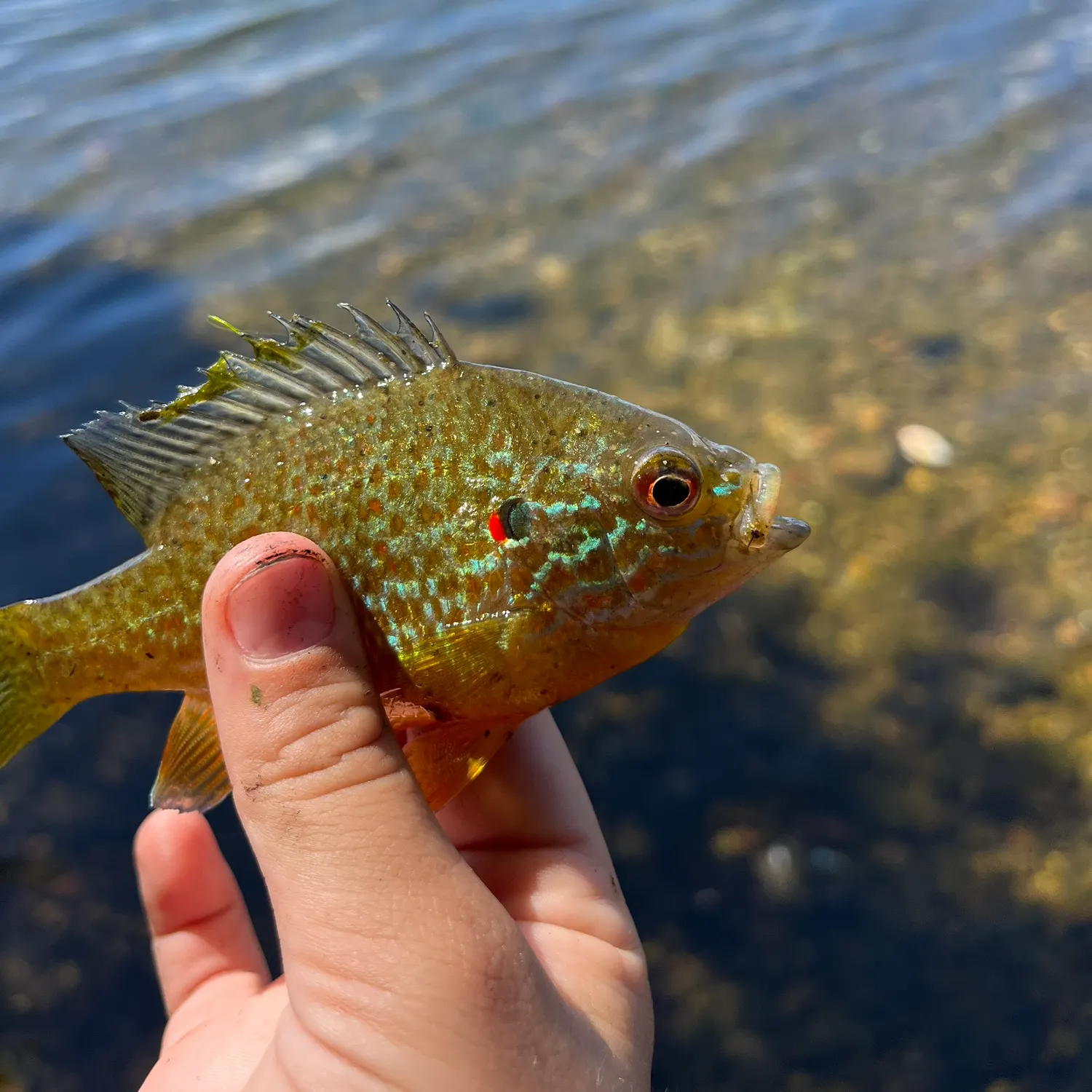 Pumpkinseed caught on Fishbrain
