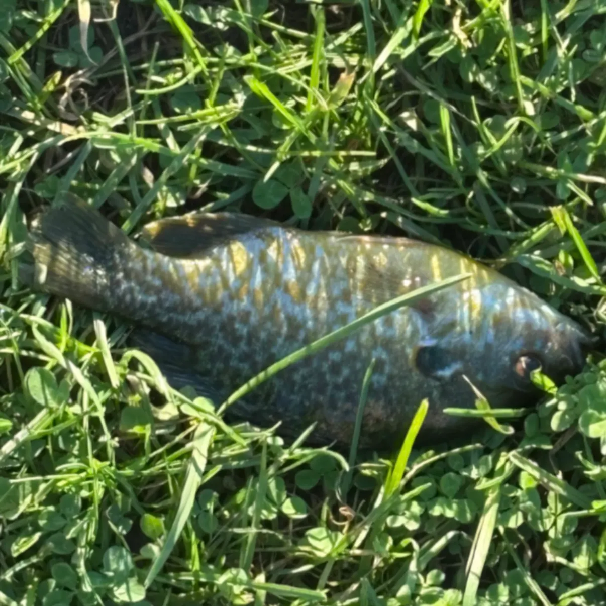 Green sunfish caught on Fishbrain
