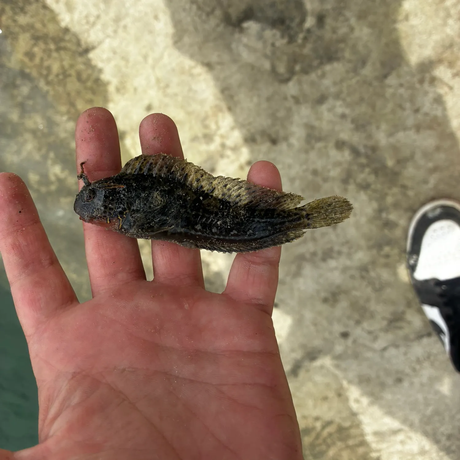 The most recent Largemouth blenny catches on Fishbrain