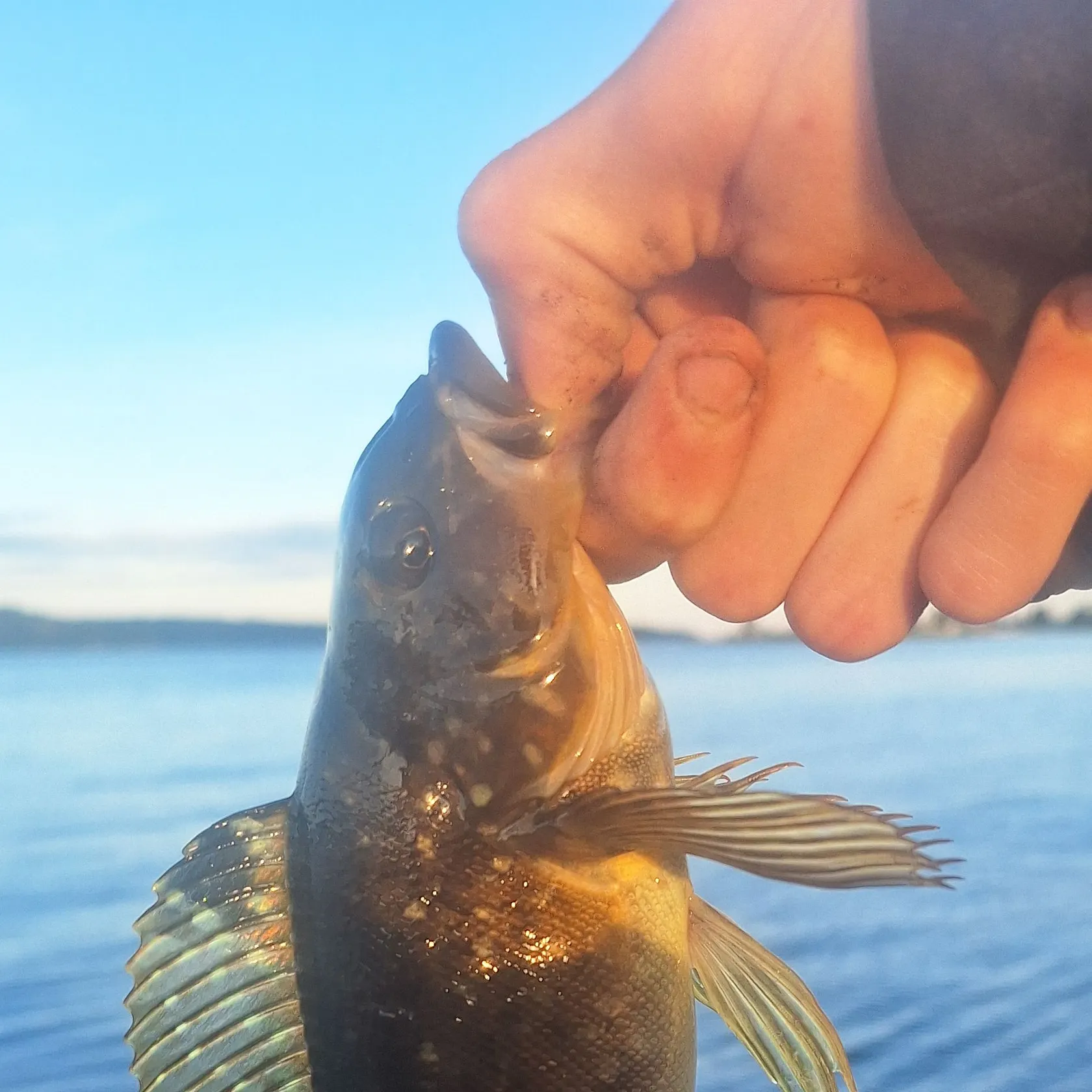 The most recent Whitespotted greenling catches on Fishbrain