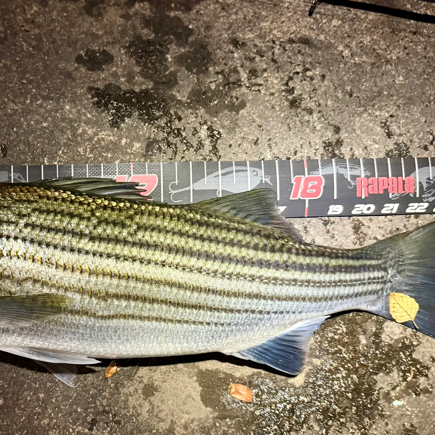 recently logged catches
