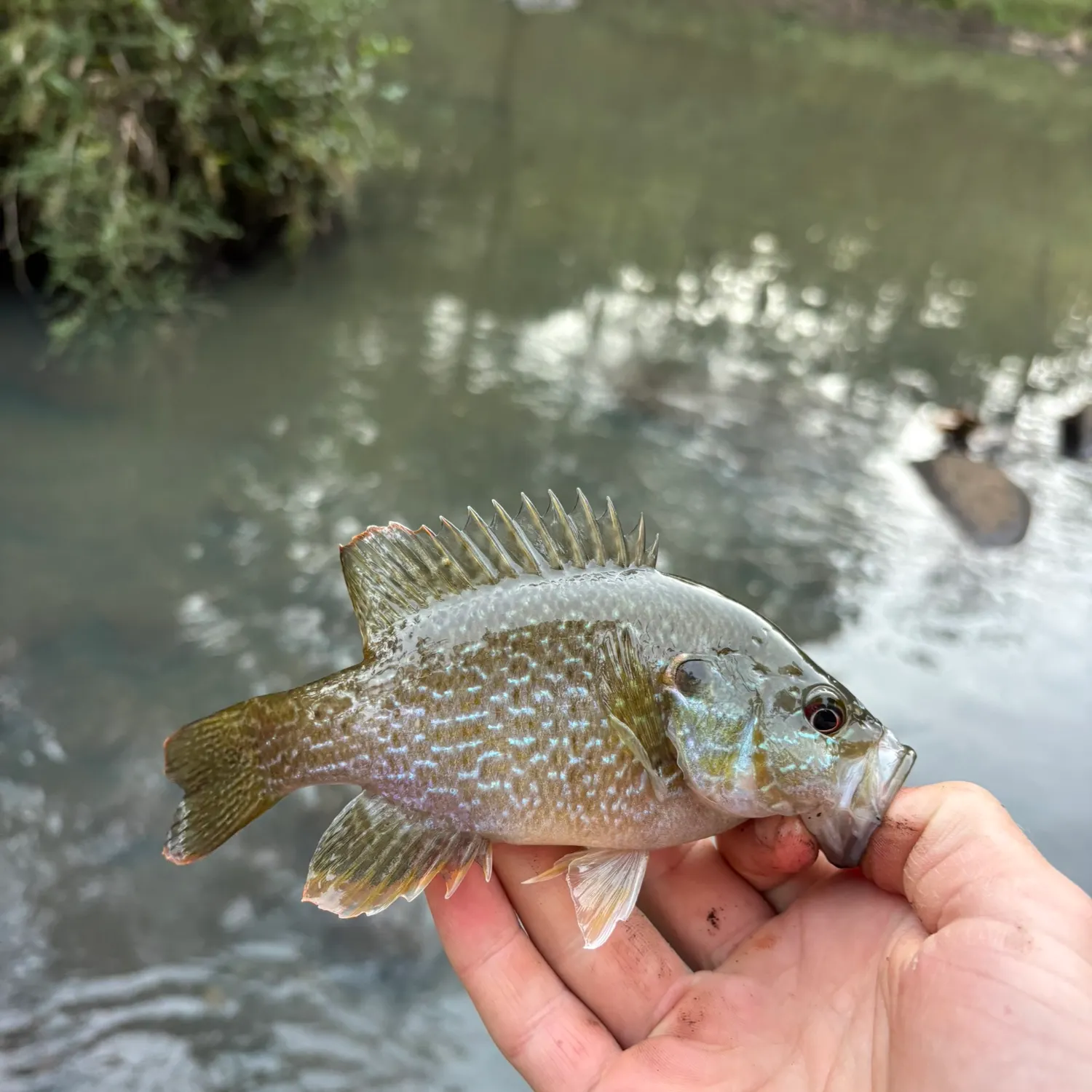 Greengill hybrid caught on Fishbrain
