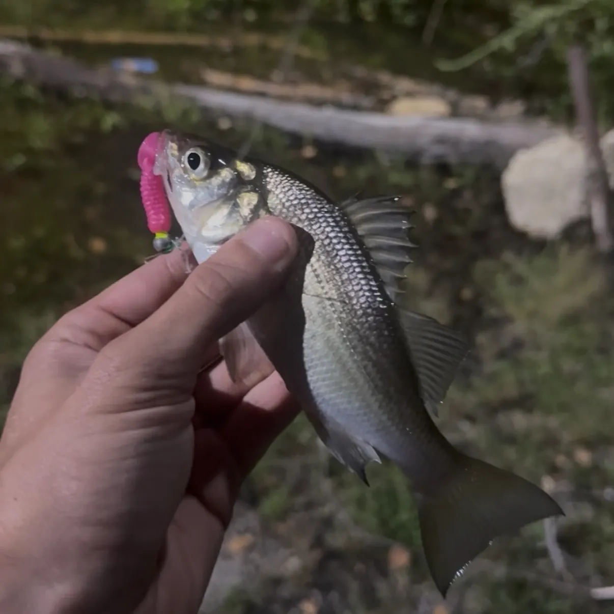 White perch caught on Fishbrain