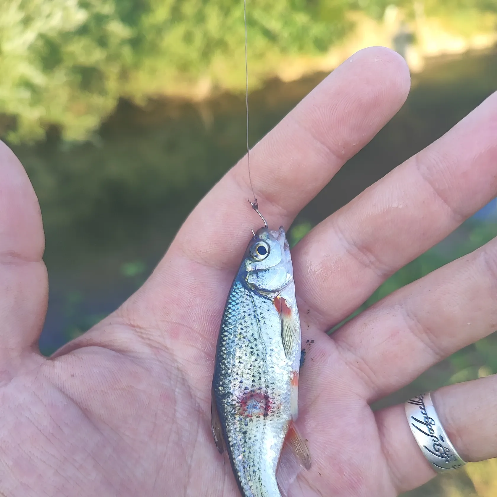The most recent Spirinchus lanceolatus catches on Fishbrain