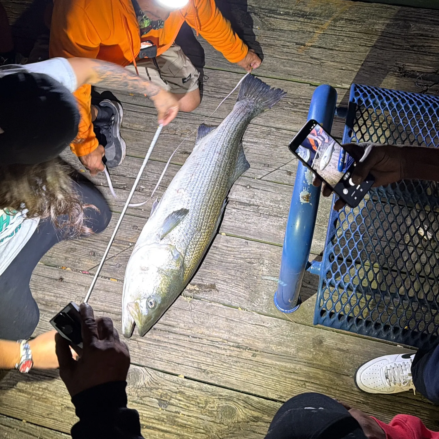 Striped bass caught on Fishbrain