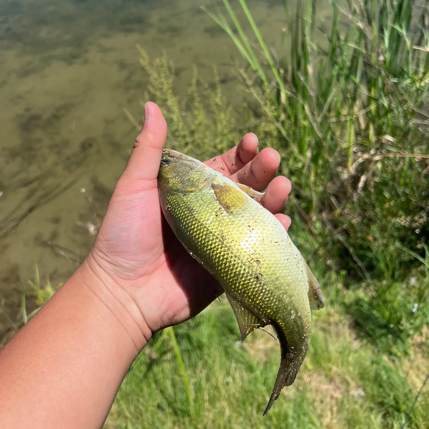 angler catch