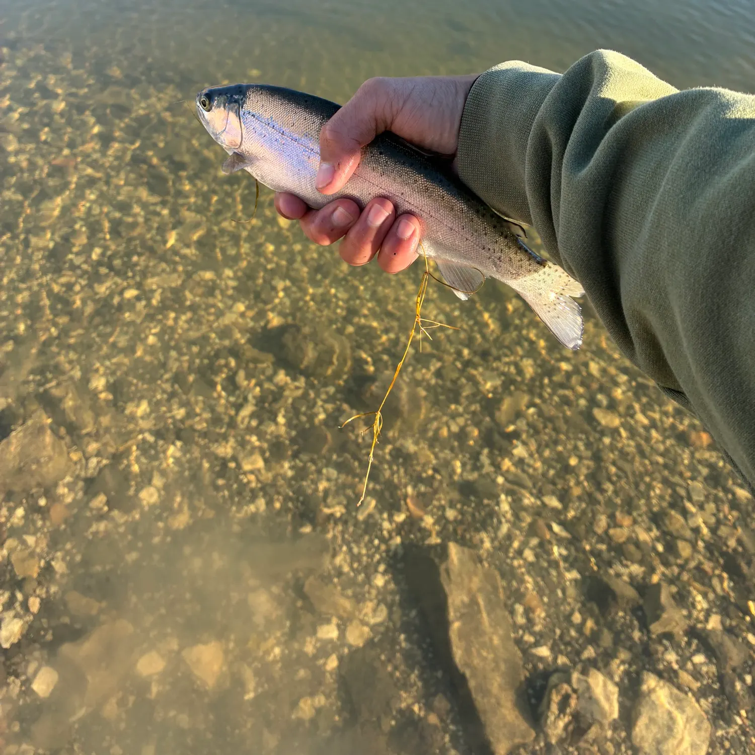Rainbow trout caught on Fishbrain