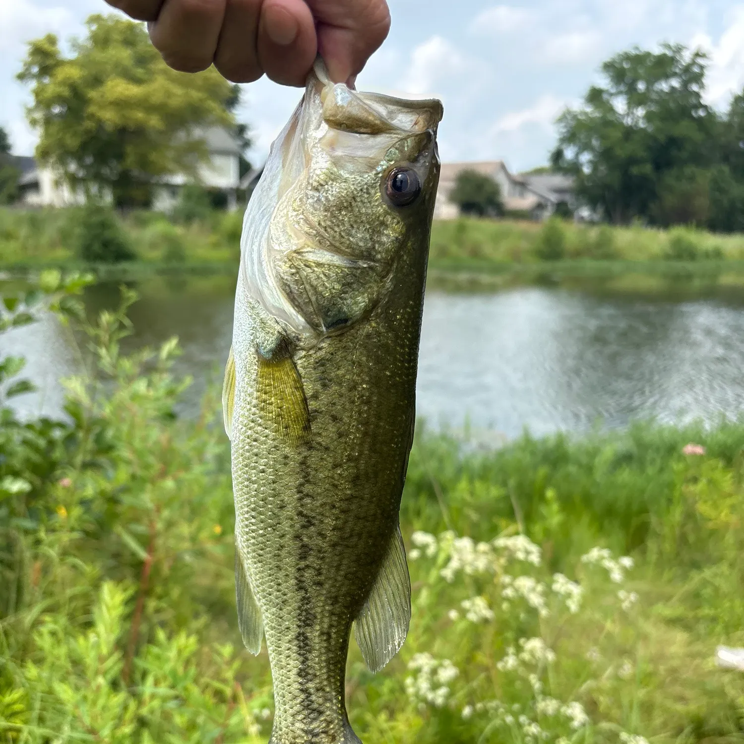 Fish caught on Fishbrain