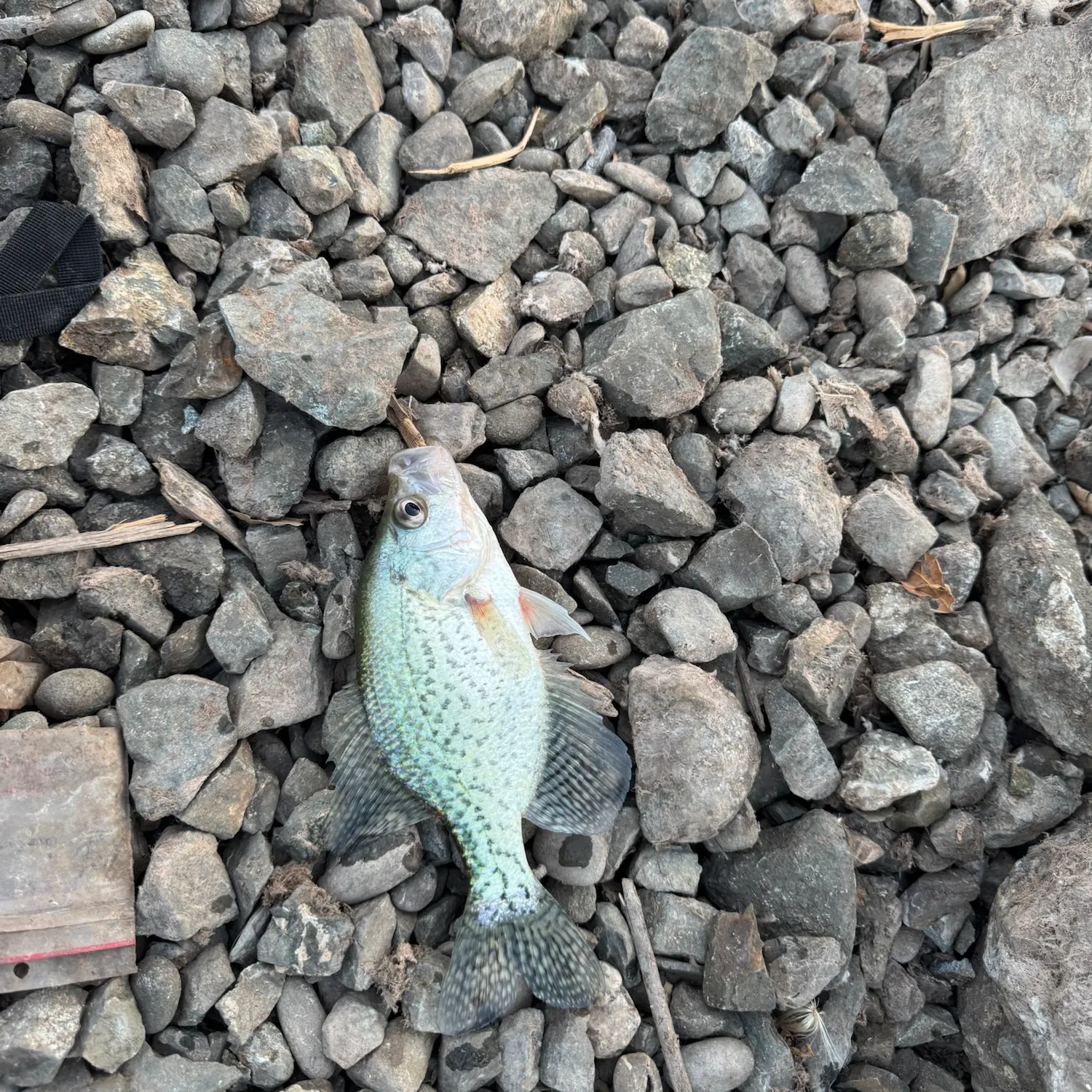 Black crappie caught on Fishbrain