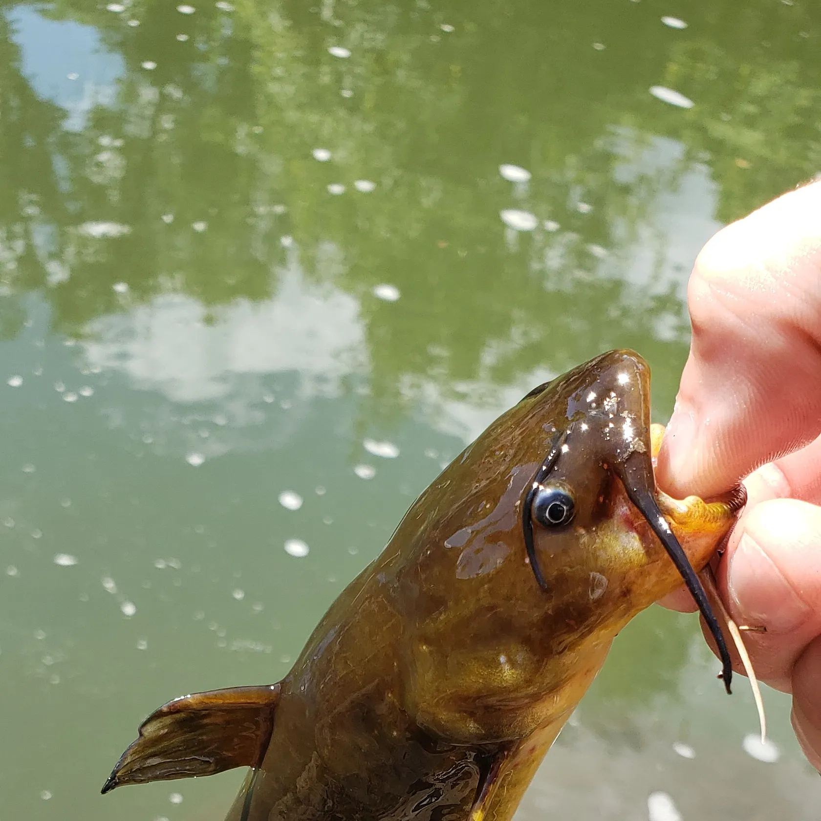 Fishing in Pittsburgh, PA (United States) ️️️️ Find Spots, Species & Tips