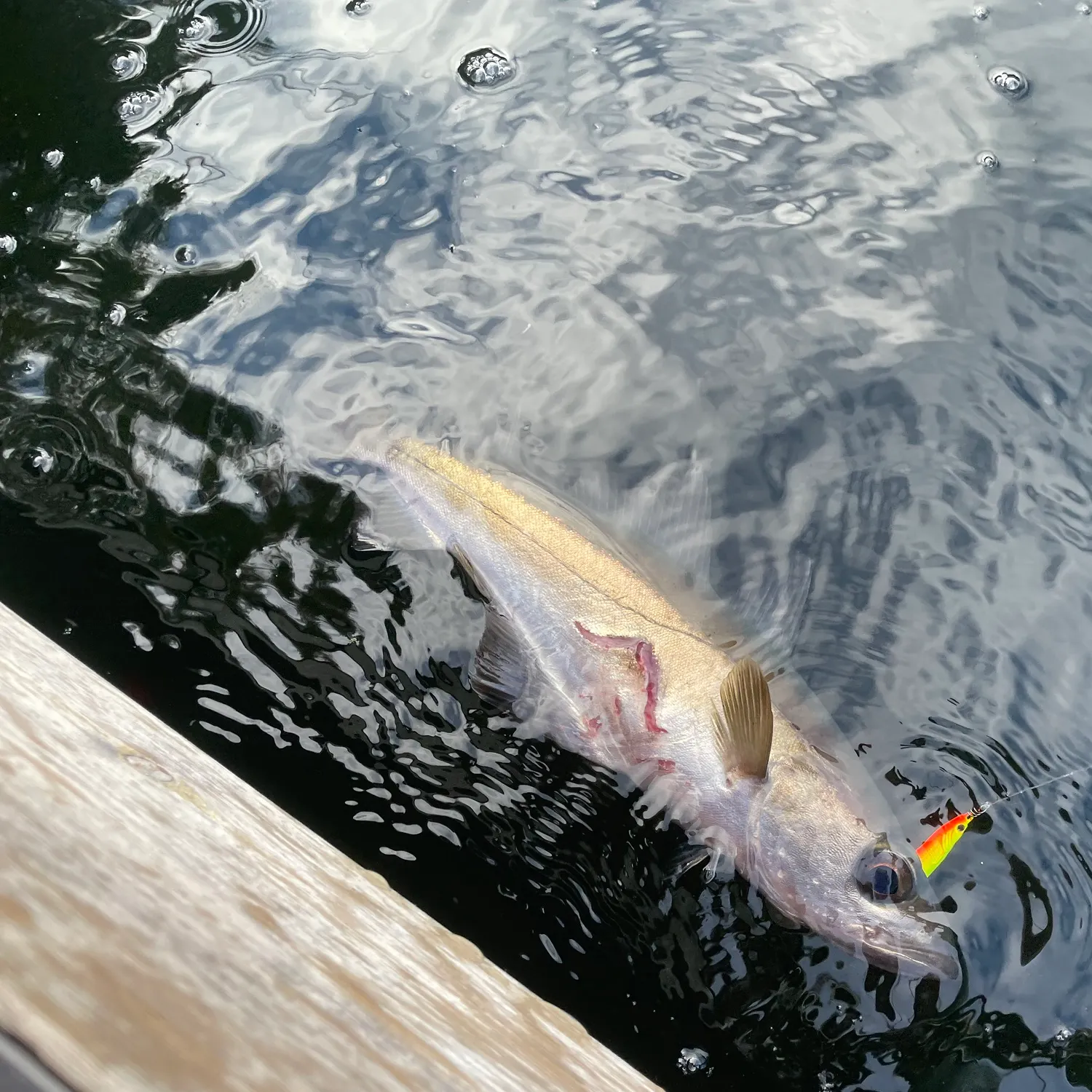 Pollack caught on Fishbrain