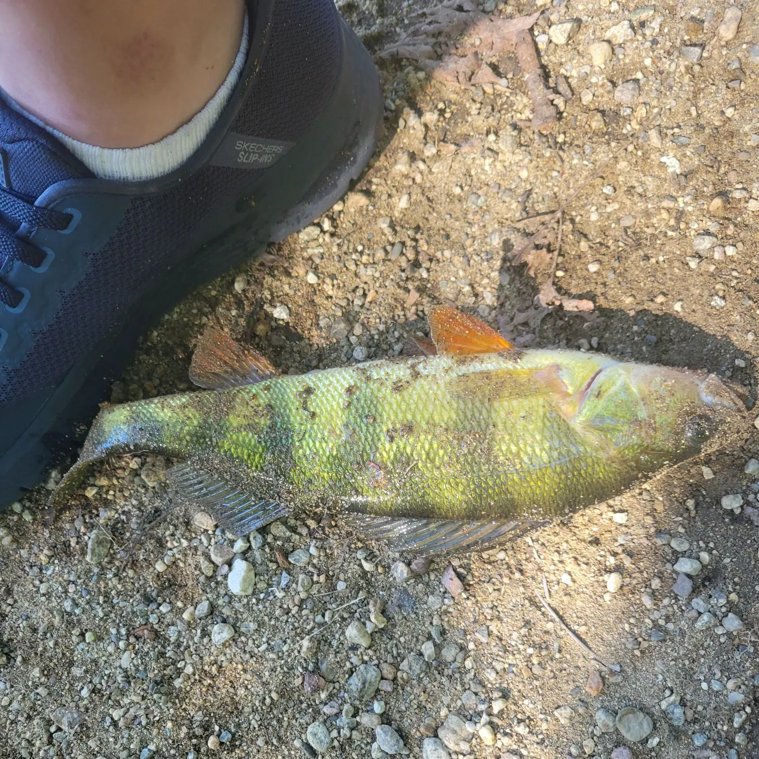 Yellow perch caught on Fishbrain