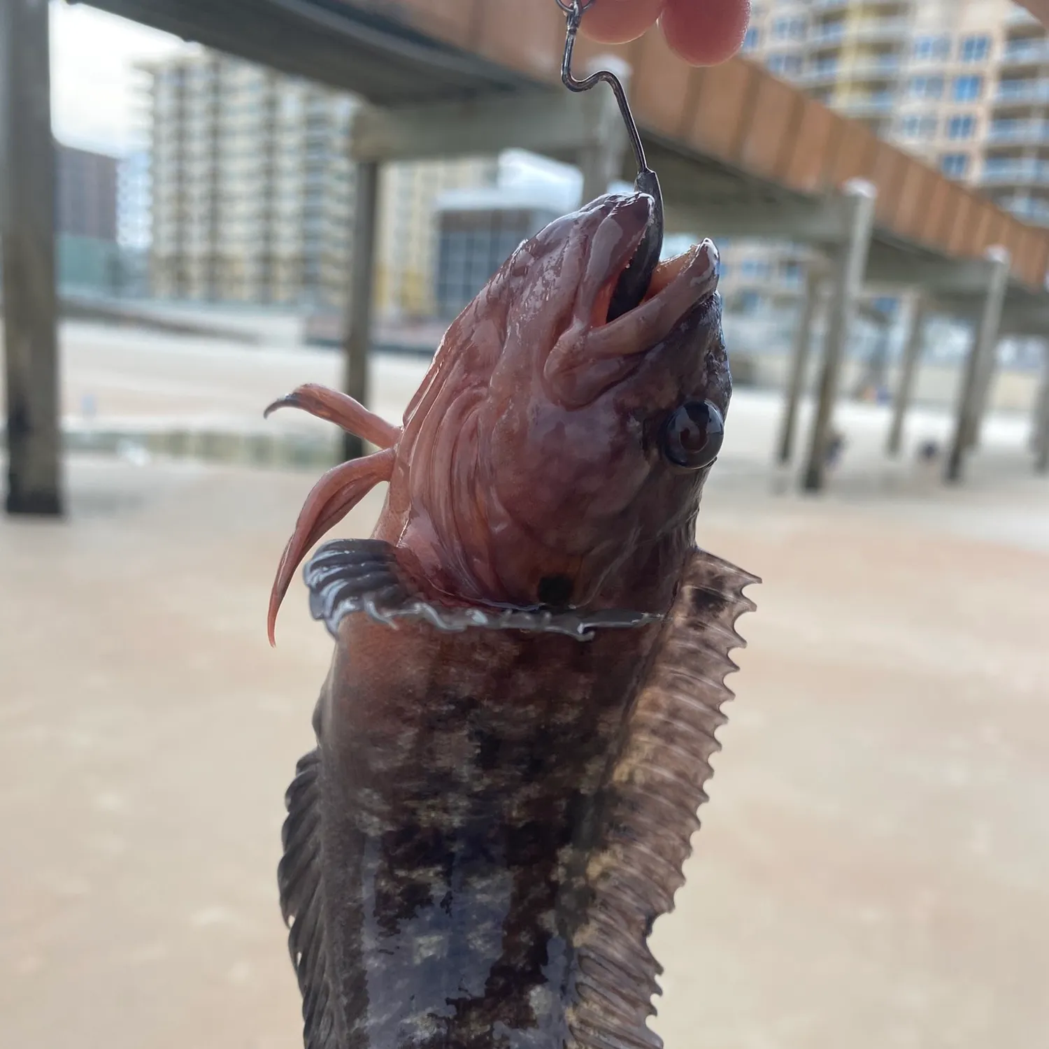The most recent Striped blenny catches on Fishbrain