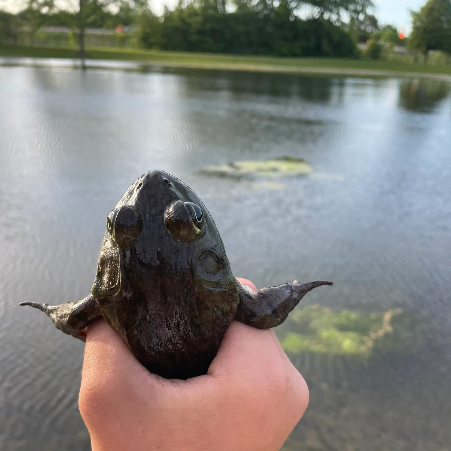 The most recent Warty frogfish catches on Fishbrain