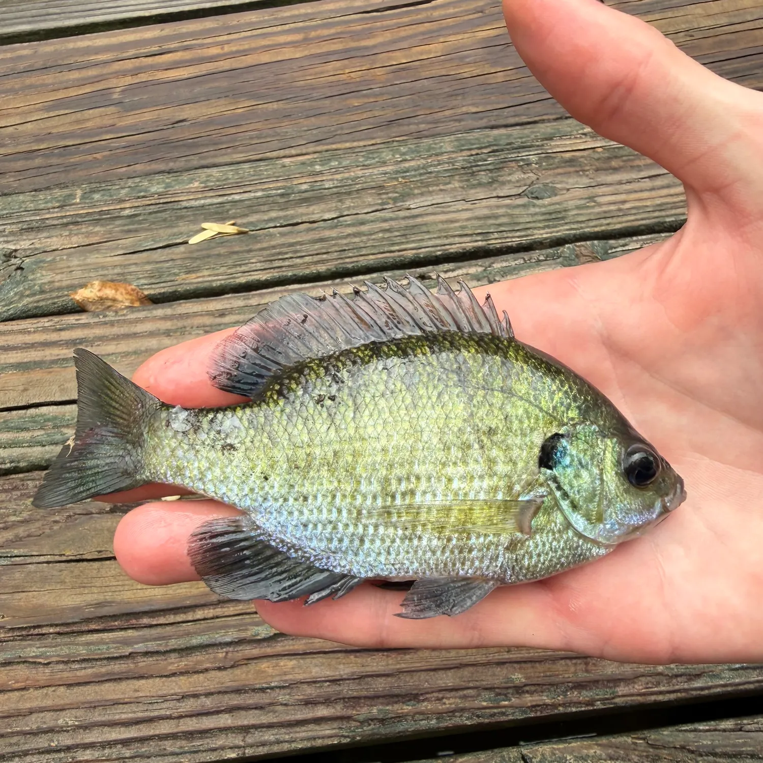 Bluegill caught on Fishbrain