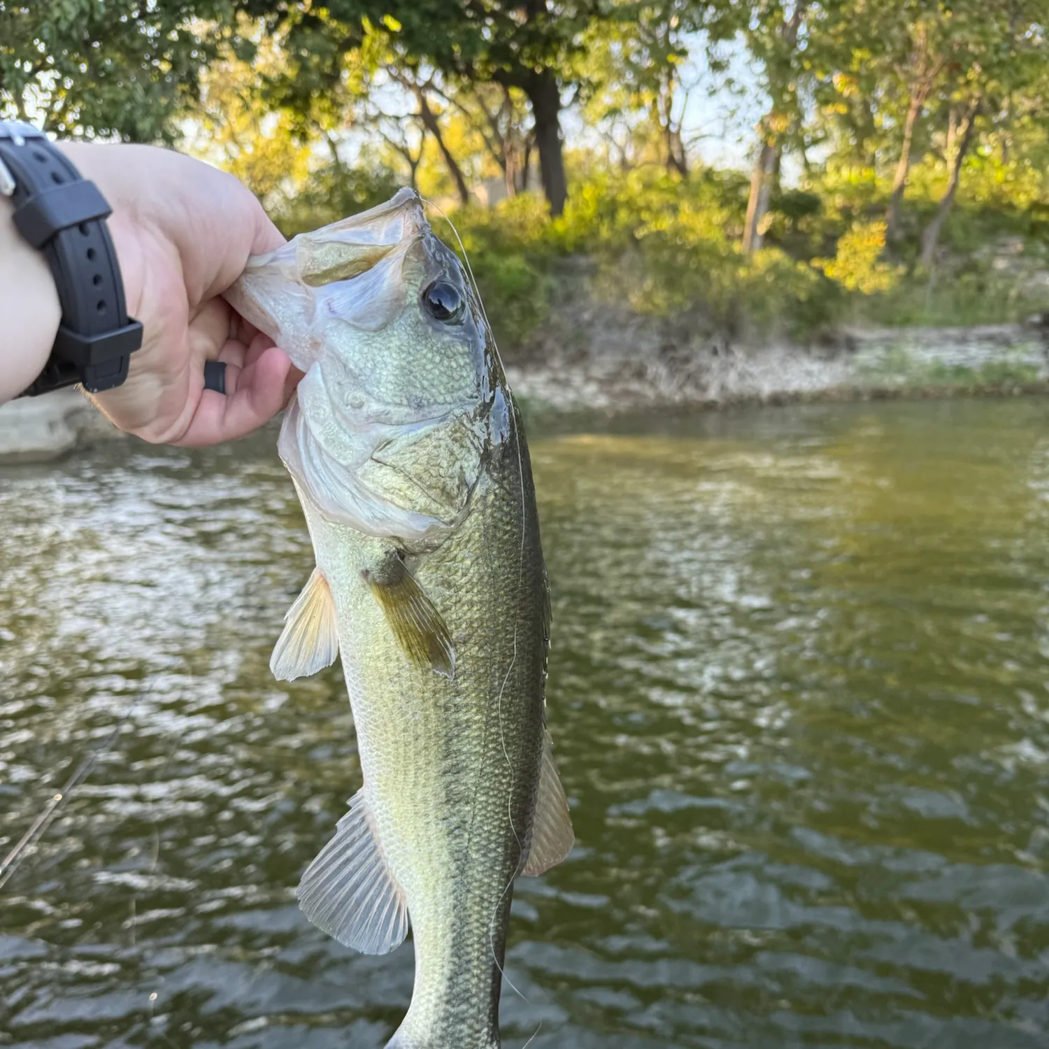 Largemouth bass caught on Fishbrain