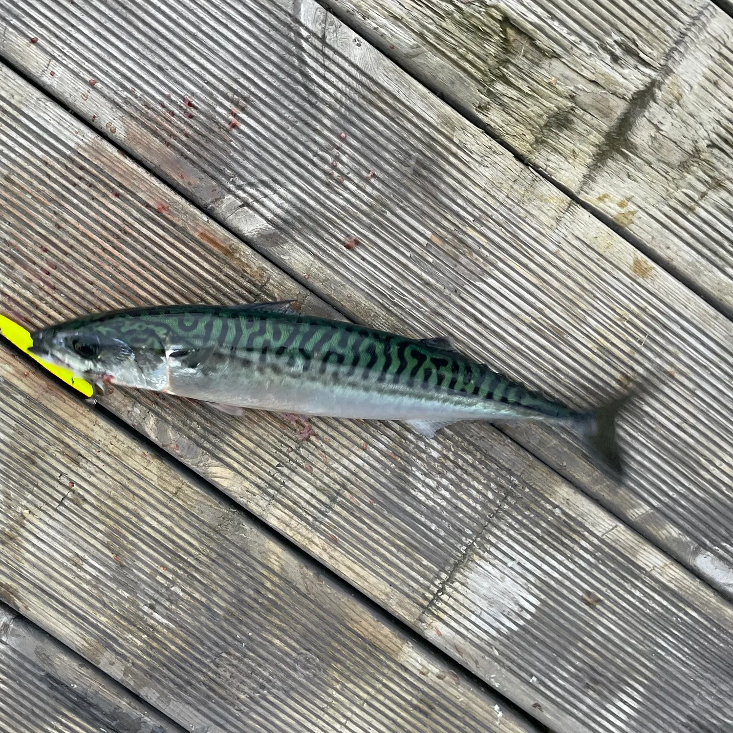 Atlantic mackerel caught on Fishbrain