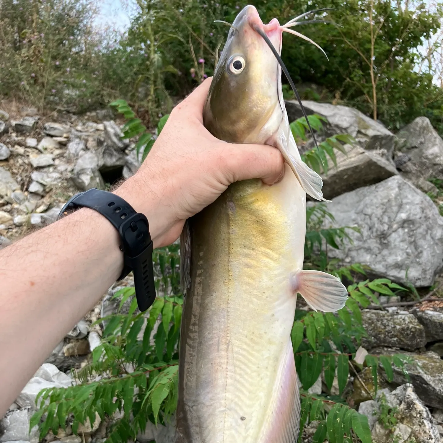 catch