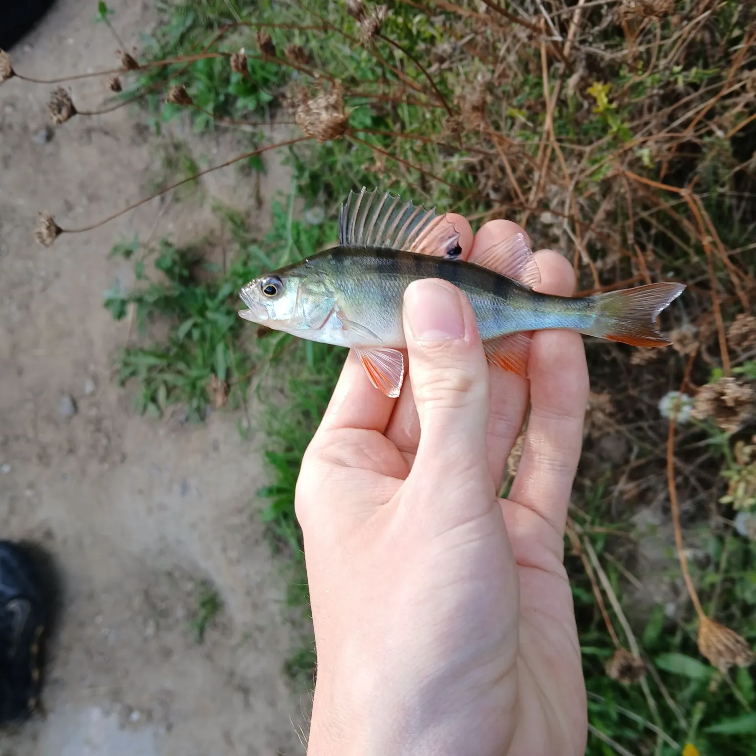 European perch caught on Fishbrain