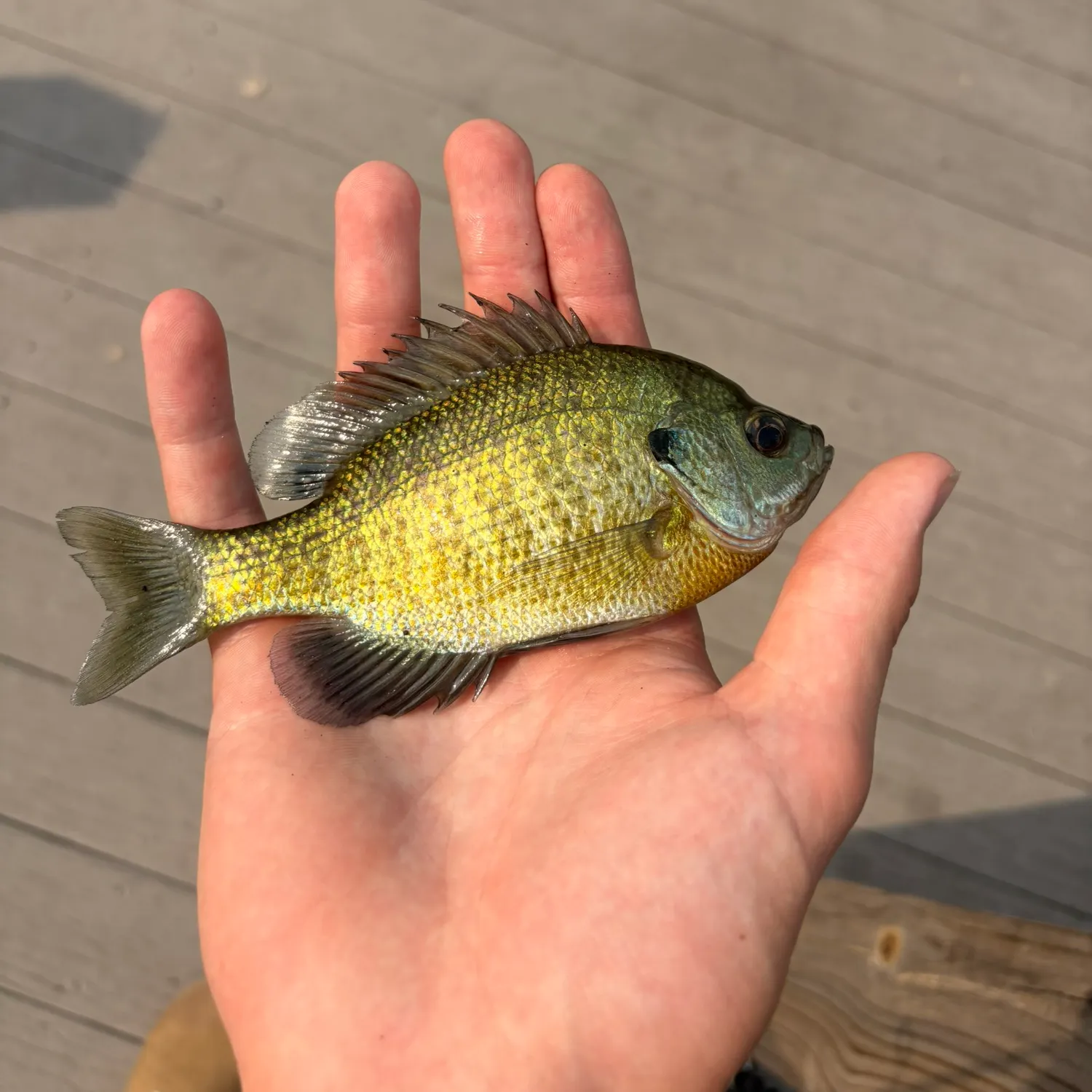 Bluegill caught on Fishbrain