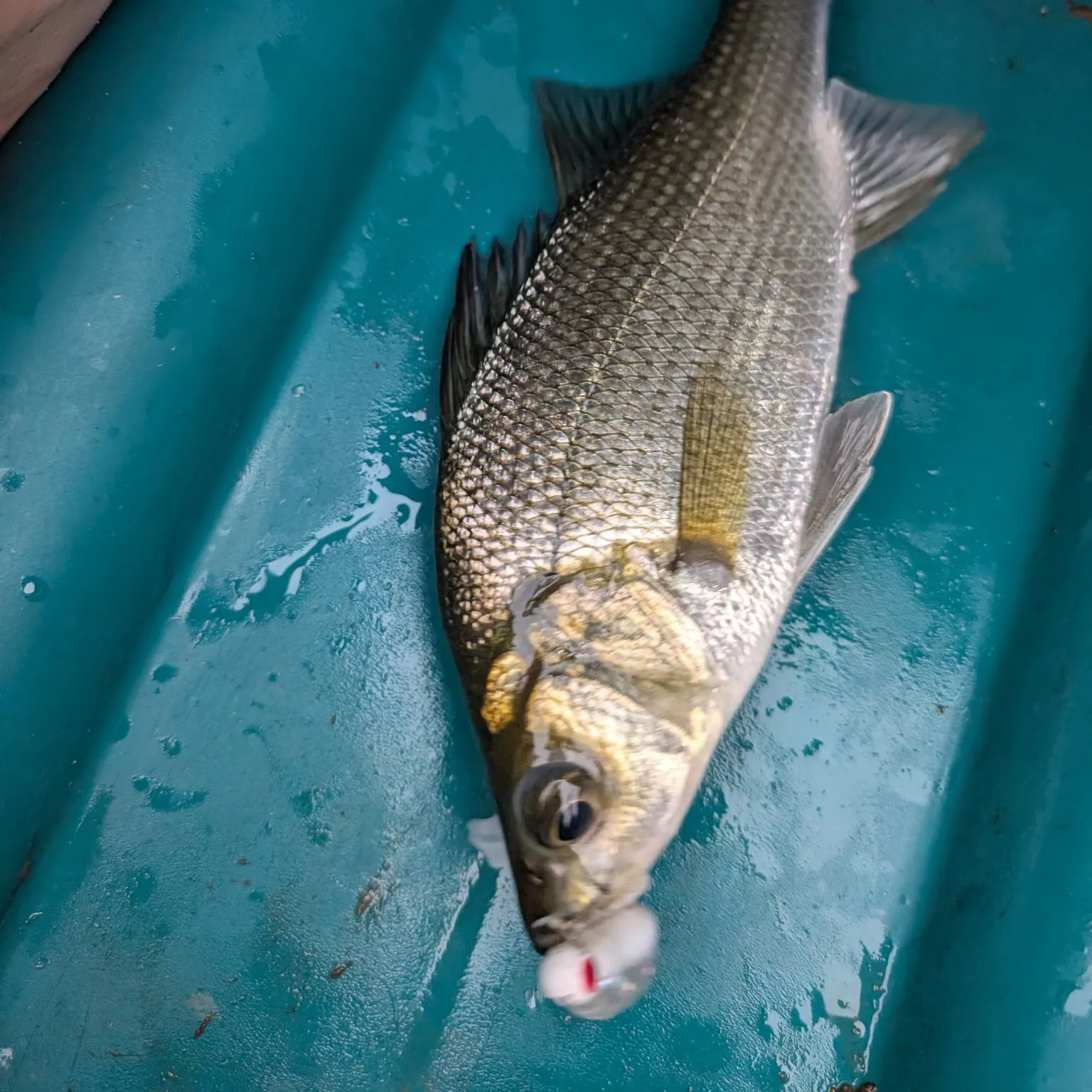 White perch caught on Fishbrain