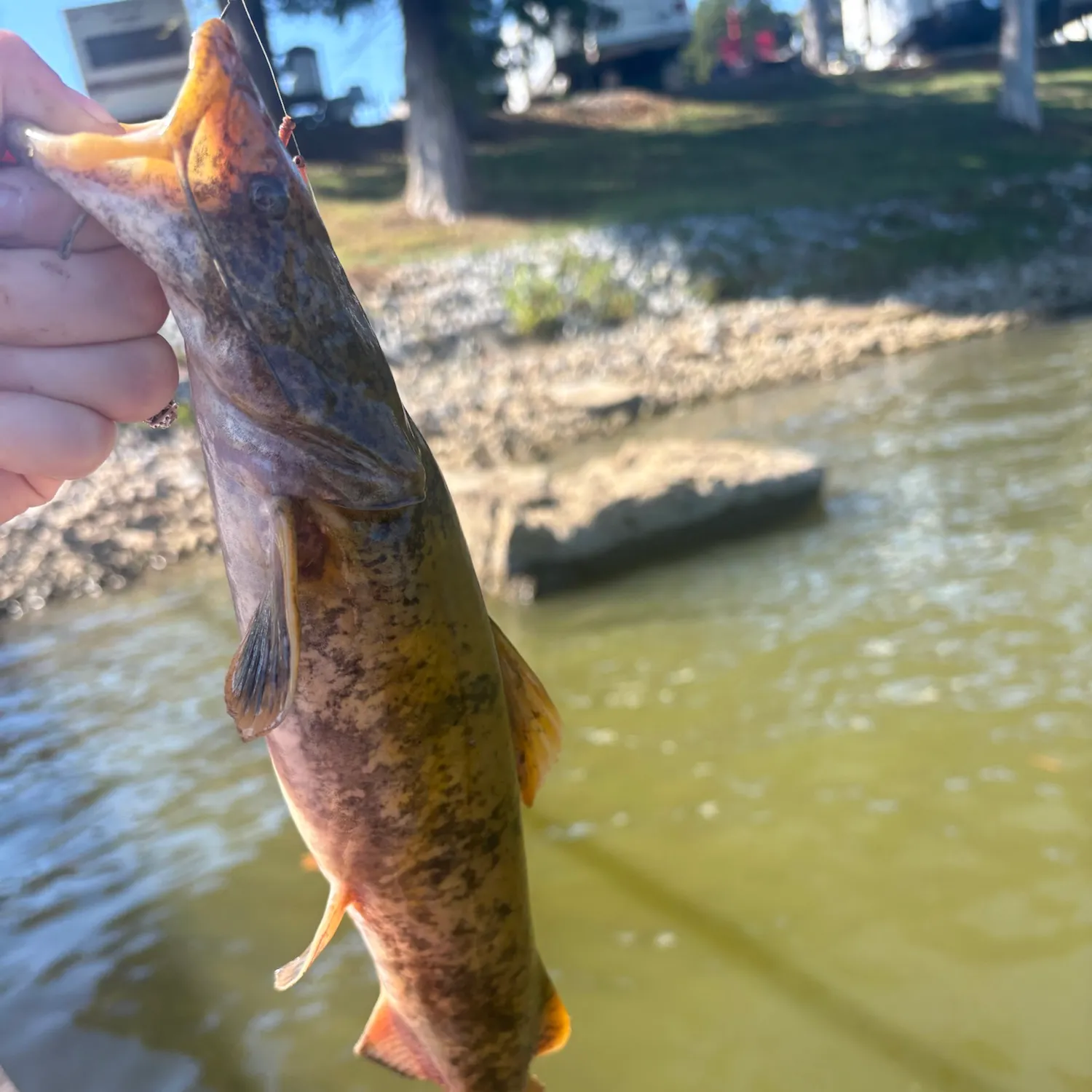 Flathead catfish caught on Fishbrain