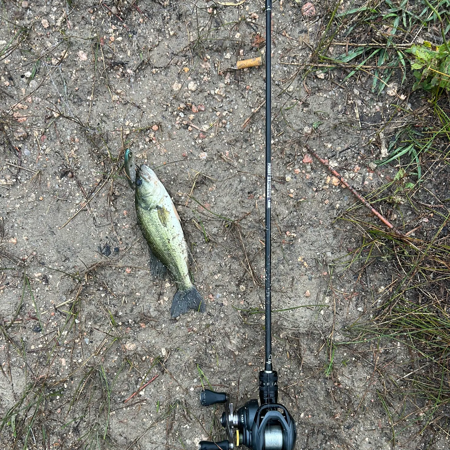 Largemouth bass caught on Fishbrain